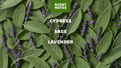 ALPINE SAGE - US 8906